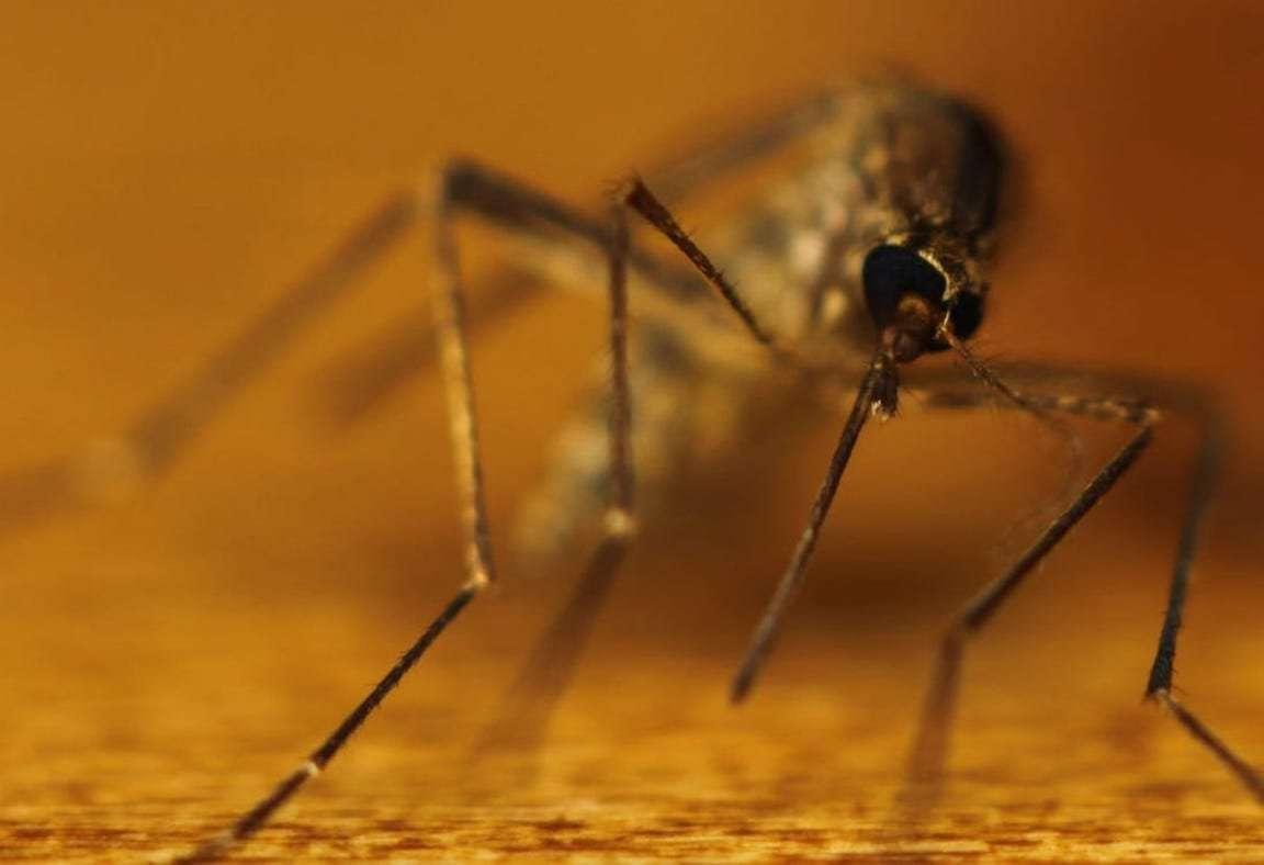 EEE virus