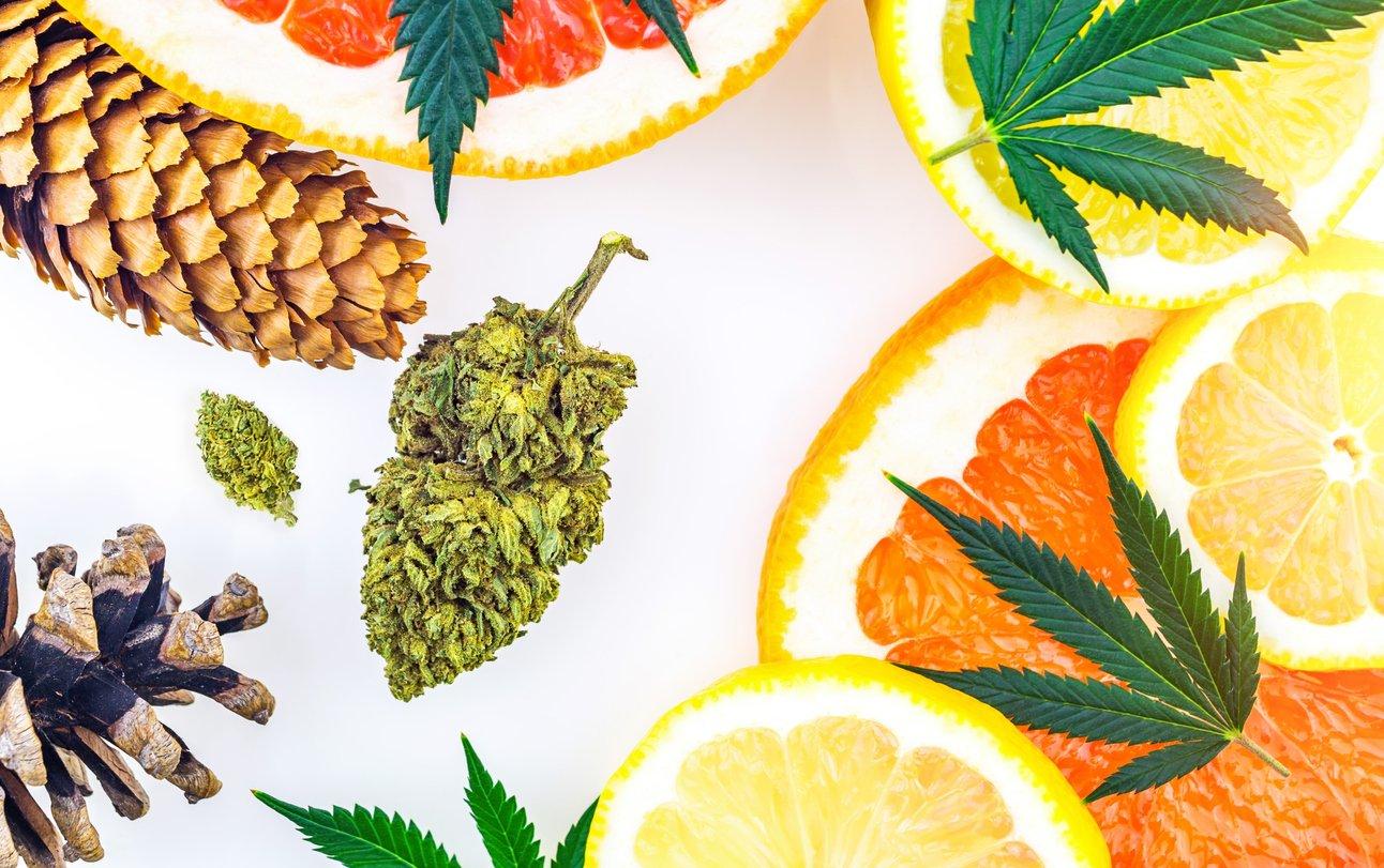 Cannabis terpenes