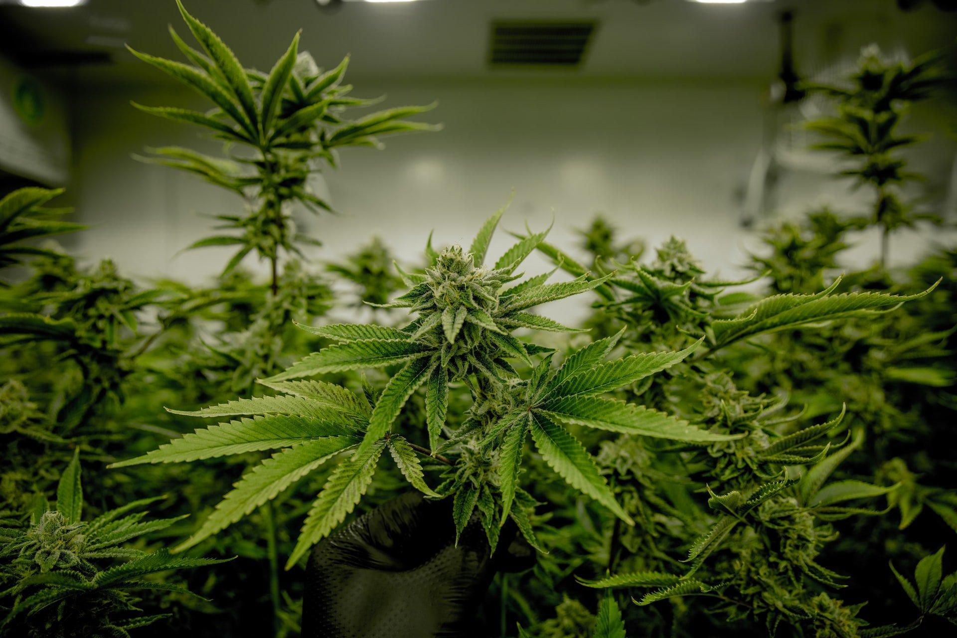 Farmers Compete for Cannabis License Worth $50M